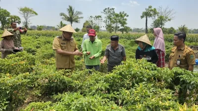 Bupati Takalar Panen Cabai Merah di Moncongkomba, Serahkan Bantuan Pompa Air ke Petani
