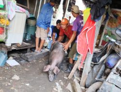 Pendekatan Humanis, Pemkot Makassar Bantu Relokasi Ternak Babi di Panakkukang ke Lokasi Steril
